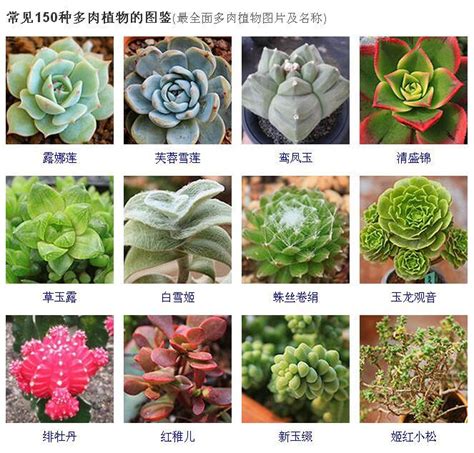 植物種類查詢|搜尋